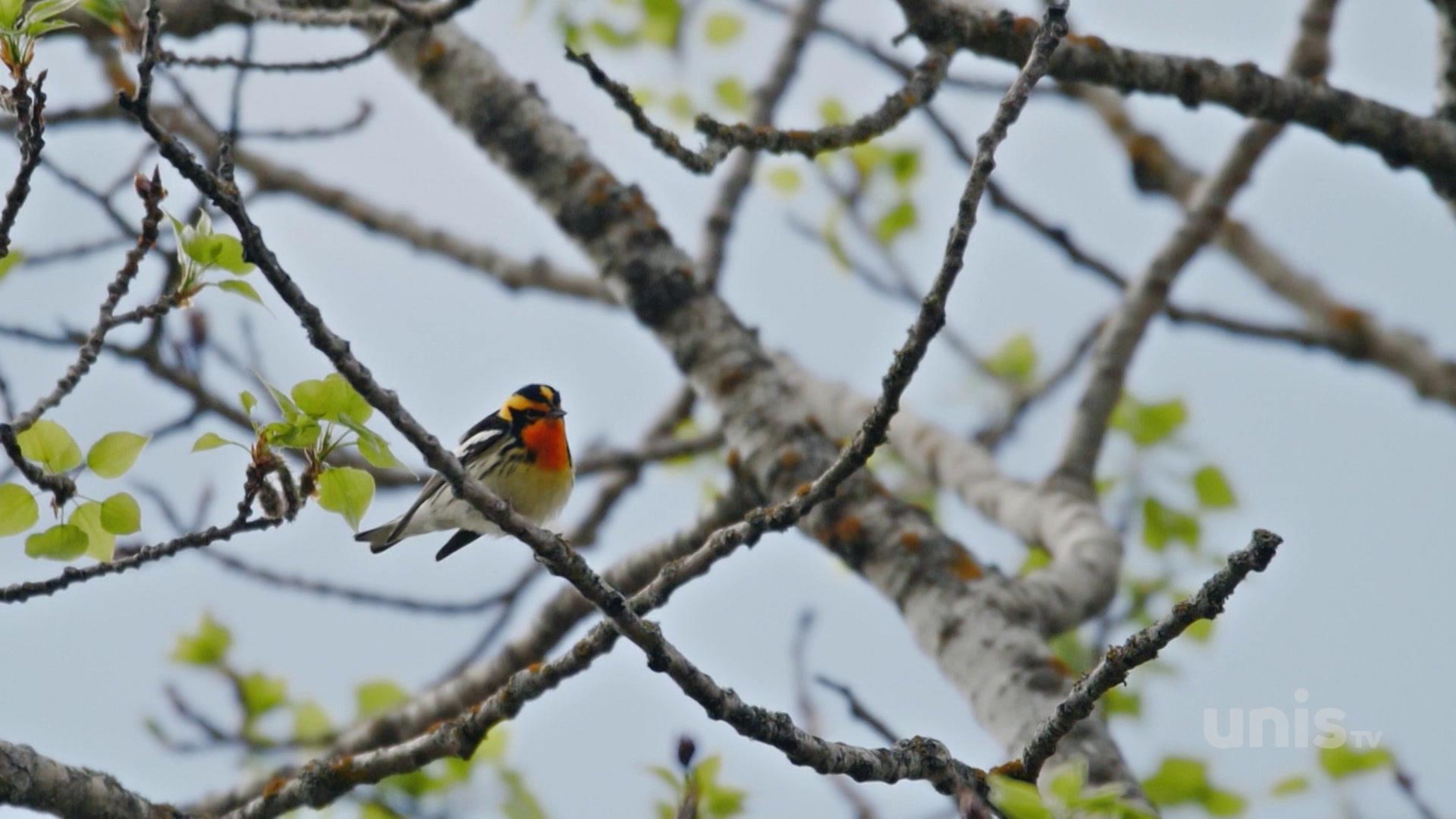 Fou Des Oiseaux Au Cœur Du Manitoba Ici Toutv