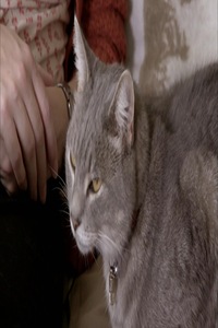 Chien Ou Chat Le Grand Duel Ici Toutv