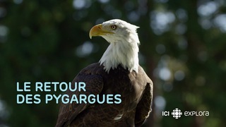 Revoir Le retour des pygargues du 12 Septembre