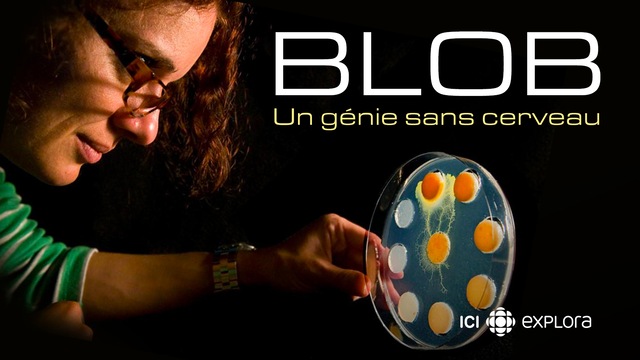 Le Blob Un Génie Sans Cerveau Arte Blob, un génie sans cerveau | ICI TOU.TV
