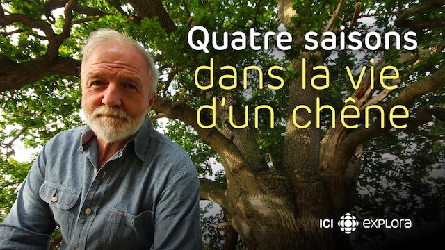 Ovni S Saison 1 Quatre saisons dans la vie d'un chêne | ICI TOU.TV
