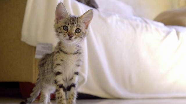 Animo Les Chats Savannah Du Mexique Ici Toutv