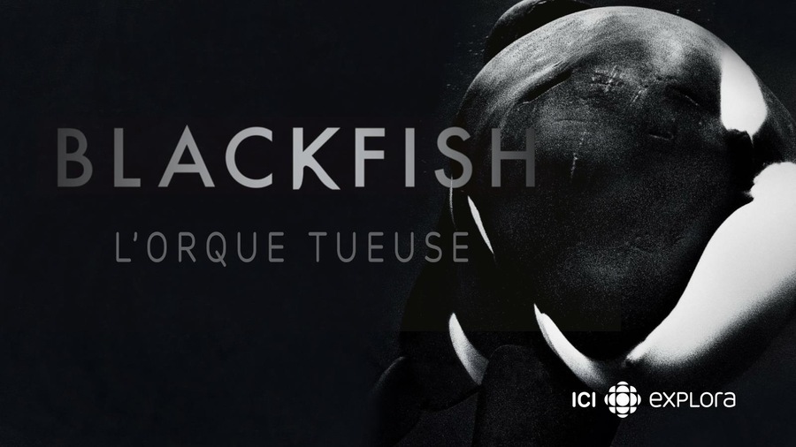 Blackfish : l'orque tueuse
