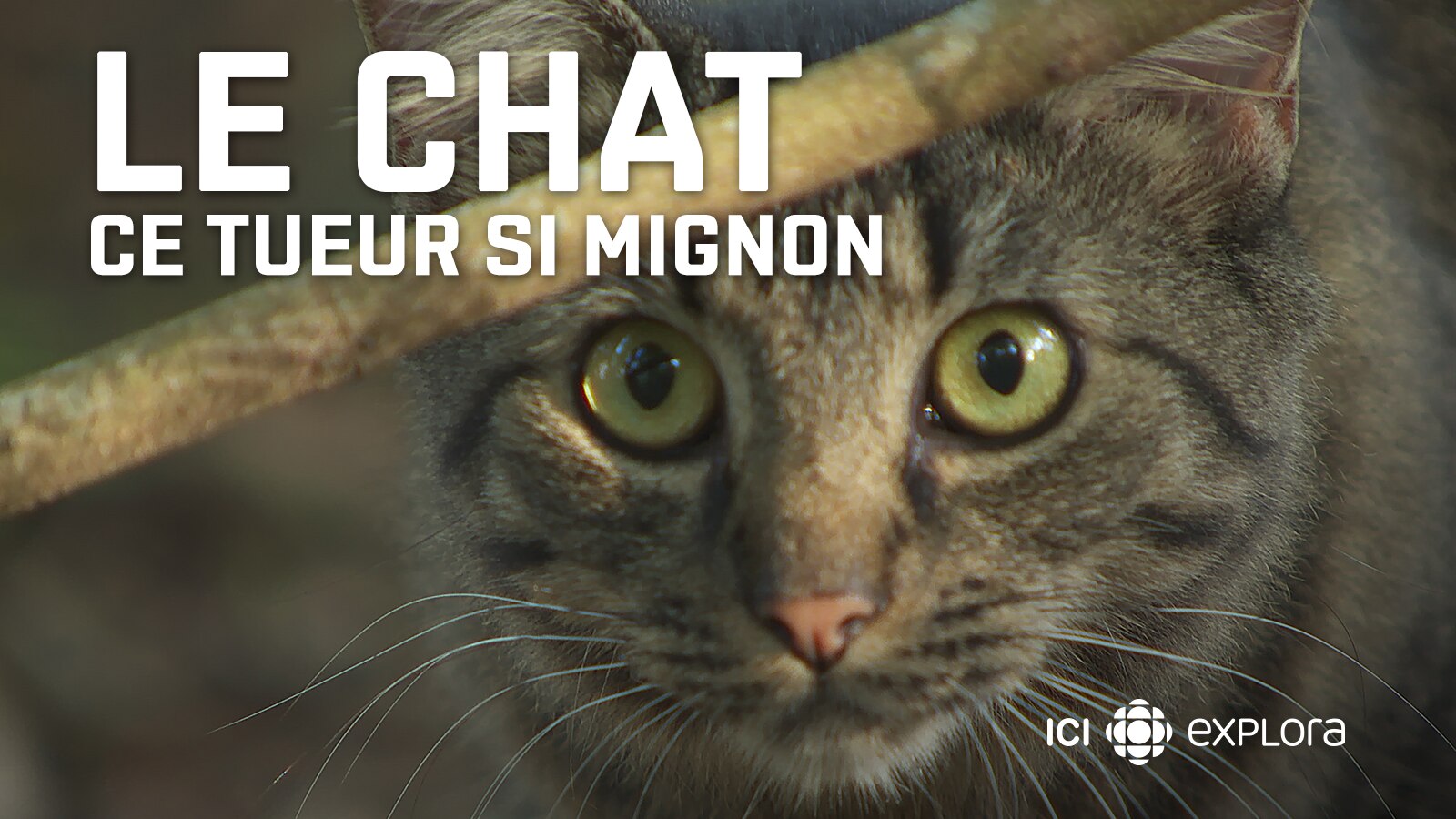 Le Chat Ce Tueur Si Mignon Ici Tou Tv