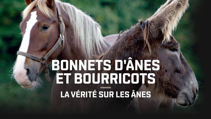 Animaux | ICI TOU.TV