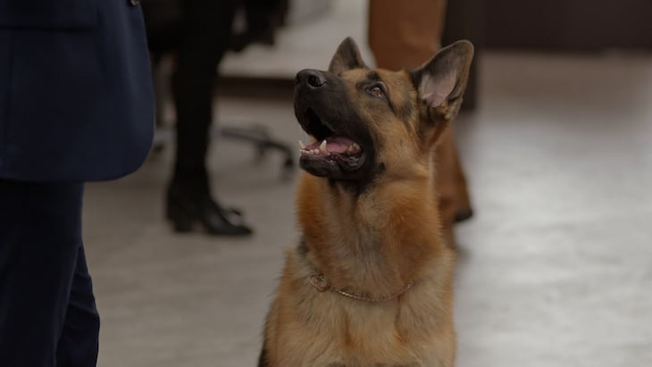 Hudson Et Rex Saison 3 Episode 13 Streaming Vf